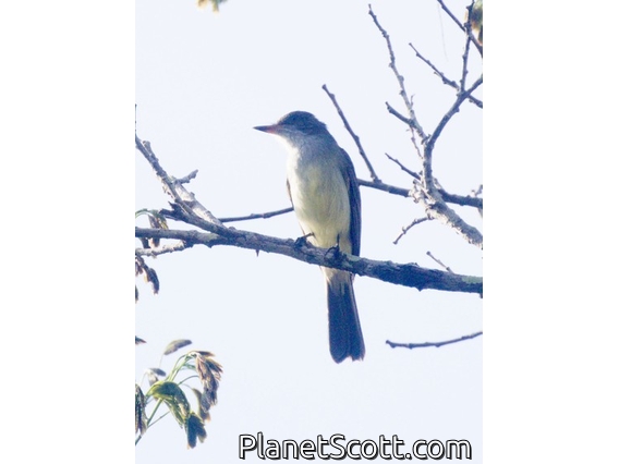 Swainson's Flycatcher (Myiarchus swainsoni)