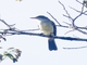 Swainson's Flycatcher (Myiarchus swainsoni)