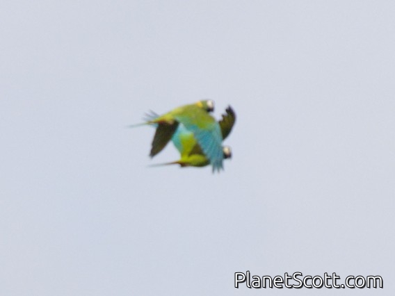 Yellow-collared Macaw (Primolius auricollis)