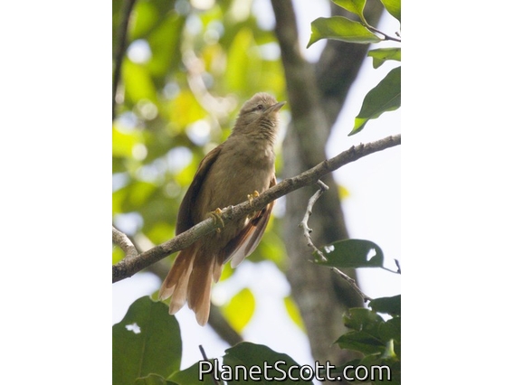 Plain Softtail (Thripophaga fusciceps)