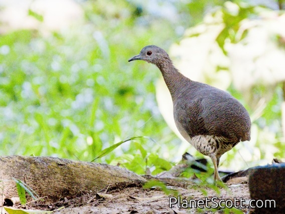 Undulated Tinamou (Crypturellus undulatus)