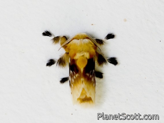 New World Flannel Moth (Megalopyge sp)