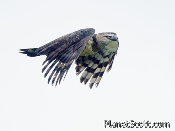 Crested Eagle (Morphnus guianensis)