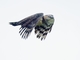 Crested Eagle (Morphnus guianensis)