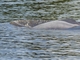 Bolivian River Dolphin (Inia boliviensis)