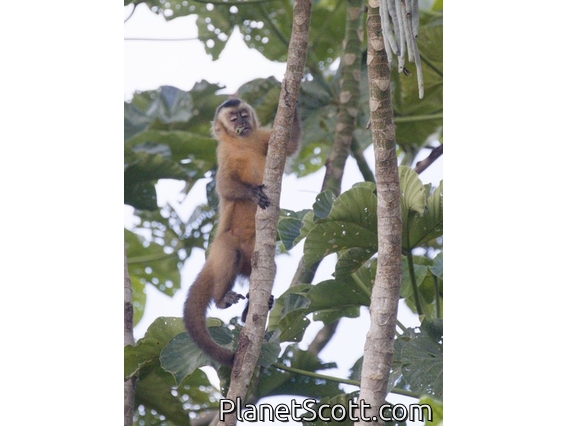 Brown Capuchin (Cebus apella)