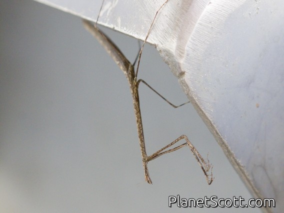 Mantis (Mantidae sp)