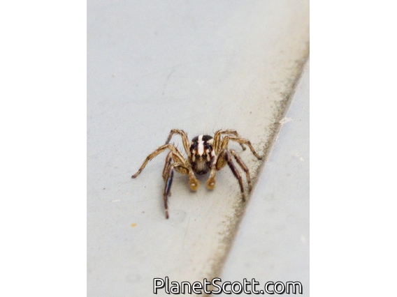 Jumping Spider (Plexippus sp)