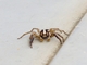 Jumping Spider (Plexippus sp)