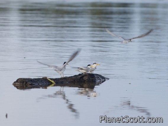 Yellow-billed Tern (Sternula superciliaris)