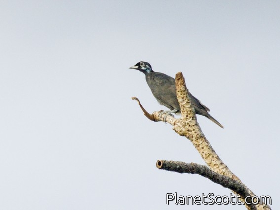 Bare-necked Fruitcrow (Gymnoderus foetidus)