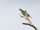 Bare-necked Fruitcrow (Gymnoderus foetidus)