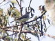 Mouse-colored Tyrannulet (Nesotriccus murinus)
