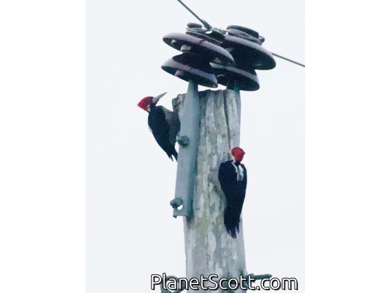 Crimson-crested Woodpecker (Campephilus melanoleucos)
