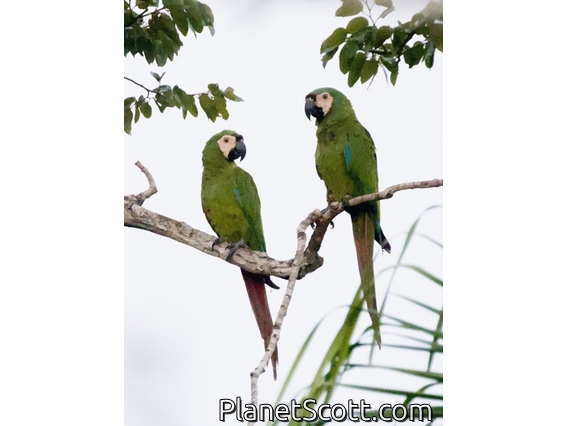 Chestnut-fronted Macaw (Ara severus)