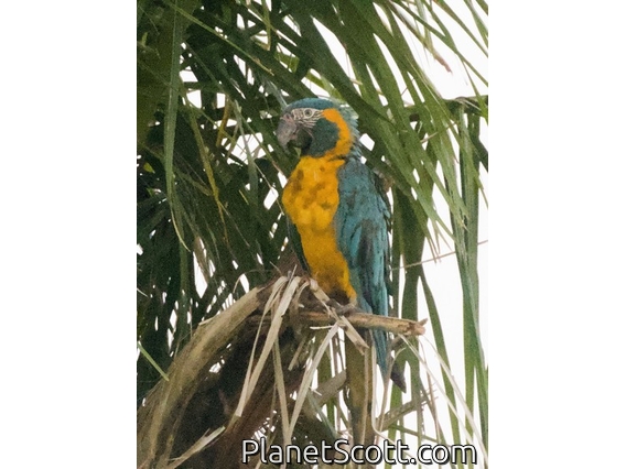 Blue-throated Macaw (Ara glaucogularis)