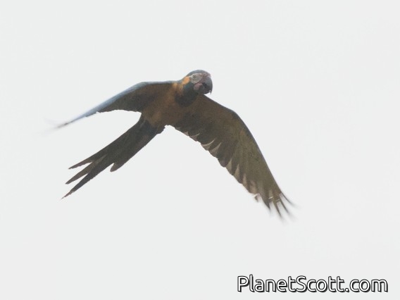 Blue-throated Macaw (Ara glaucogularis)