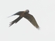 Blue-throated Macaw (Ara glaucogularis)