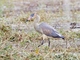 Whistling Heron (Syrigma sibilatrix)