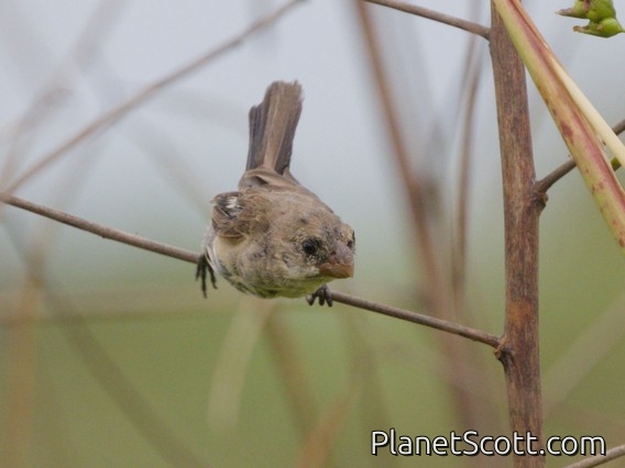 White-bellied Seedeater (Sporophila leucoptera) - Female