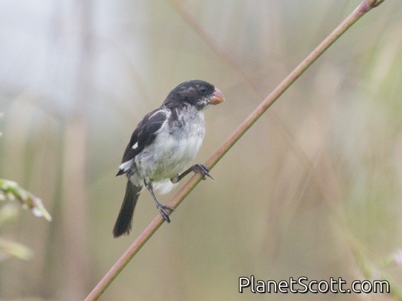 White-bellied Seedeater (Sporophila leucoptera) - Male