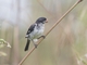 White-bellied Seedeater (Sporophila leucoptera) - Male