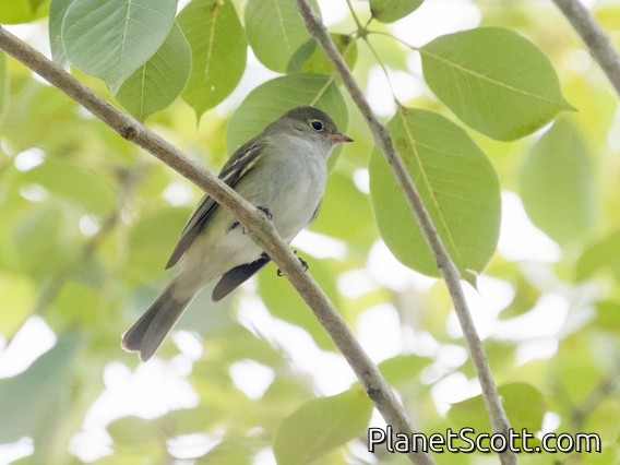 Southern Beardless-Tyrannulet (Camptostoma obsoletum)