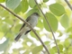 Southern Beardless-Tyrannulet (Camptostoma obsoletum)