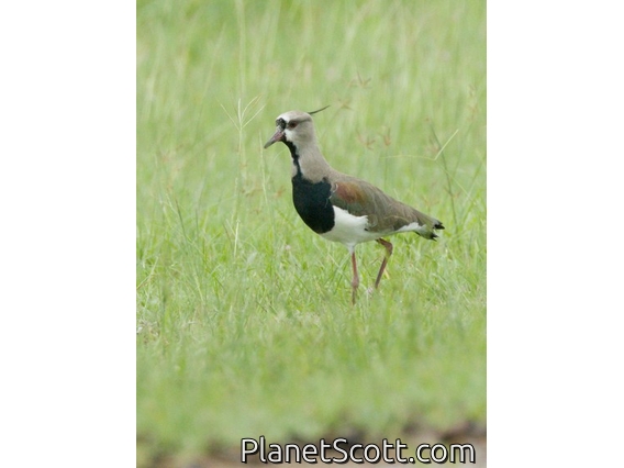 Southern Lapwing (Vanellus chilensis)