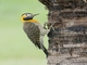 Campo Flicker (Colaptes campestris)