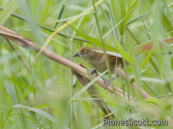 Greater Thornbird (Phacellodomus ruber)