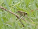 Greater Thornbird (Phacellodomus ruber)