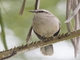 Chalk-browed Mockingbird (Mimus saturninus)