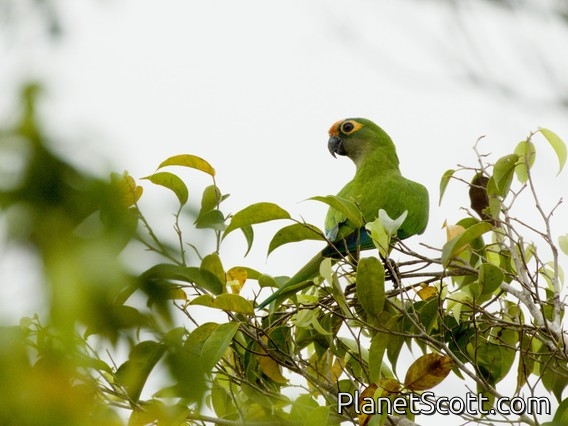 Peach-fronted Parakeet (Eupsittula aurea)