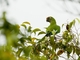 Peach-fronted Parakeet (Eupsittula aurea)