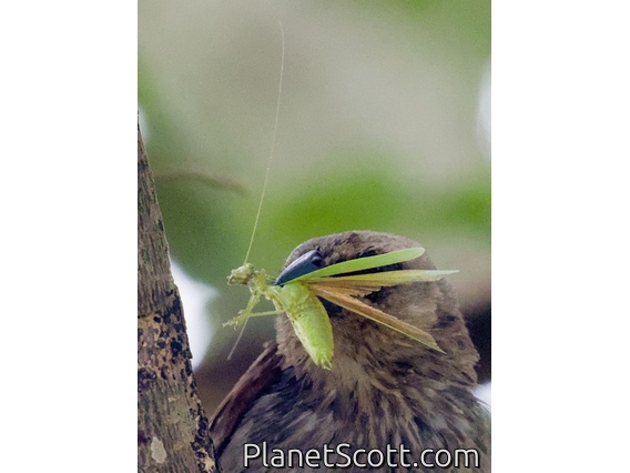 Katydid (Tettigoniidae sp)