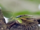 Katydid (Tettigoniidae sp)
