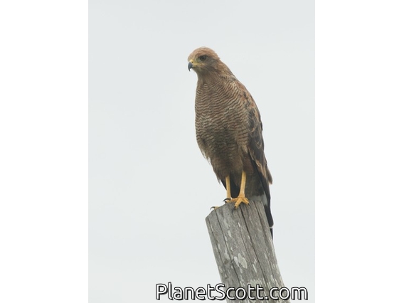 Savanna Hawk (Buteogallus meridionalis)