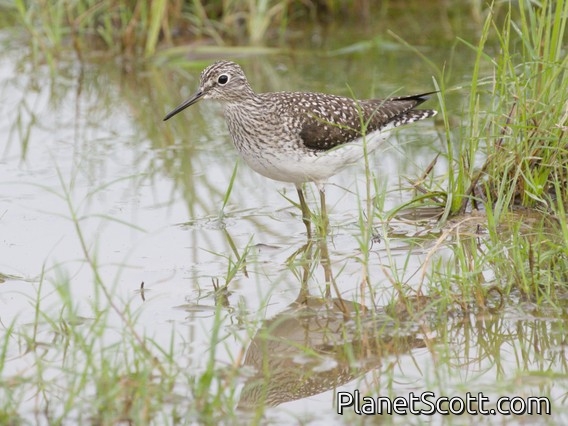 Lesser Yellowlegs (Tringa flavipes)