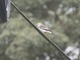 White-rumped Monjita (Xolmis velata)