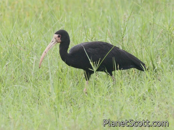 White-faced Ibis (Plegadis chihi)