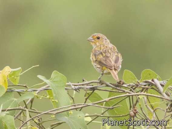 Saffron Finch (Sicalis flaveola)