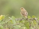 Saffron Finch (Sicalis flaveola)