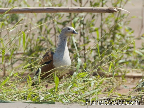Orinoco Goose (Oressochen jubatus)