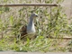 Orinoco Goose (Oressochen jubatus)
