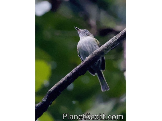 White-bellied Tody-Tyrant (Hemitriccus griseipectus)
