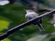 White-bellied Tody-Tyrant (Hemitriccus griseipectus)