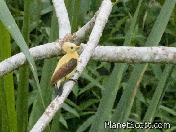 Cream-colored Woodpecker (Celeus flavus)