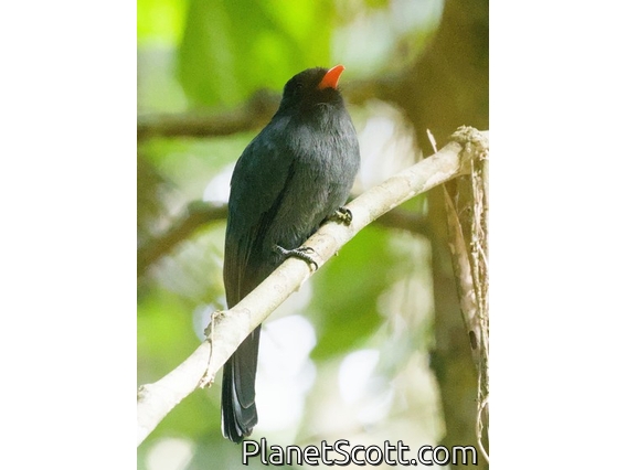 Black-fronted Nunbird (Monasa nigrifrons)
