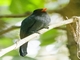 Black-fronted Nunbird (Monasa nigrifrons)
